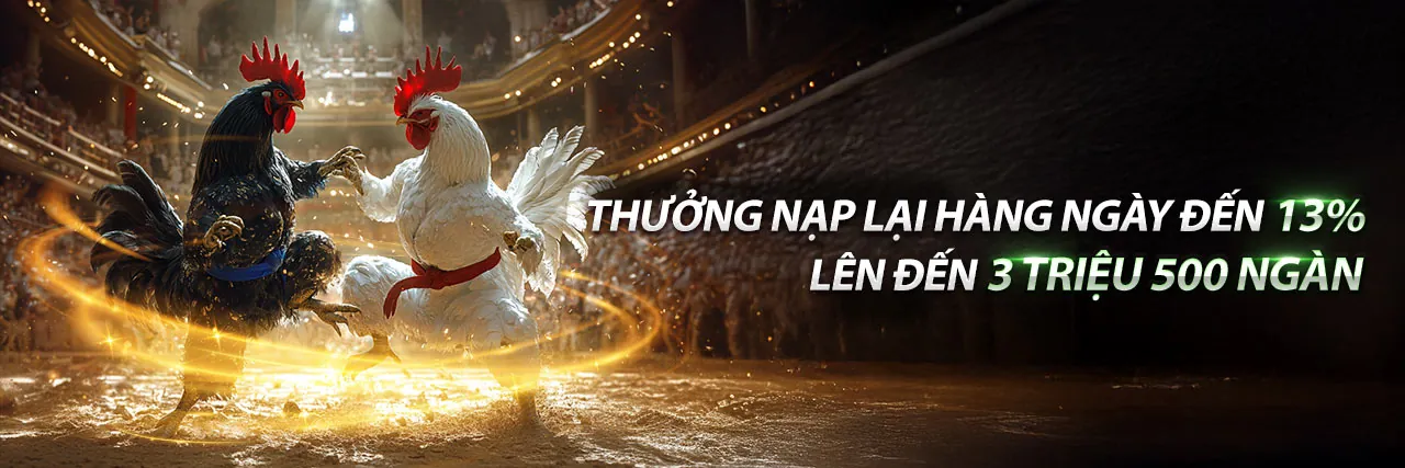 Gà chiến đang thi đấu trên sàn đá gà trực tiếp